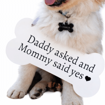 שלט צילומים לכלב